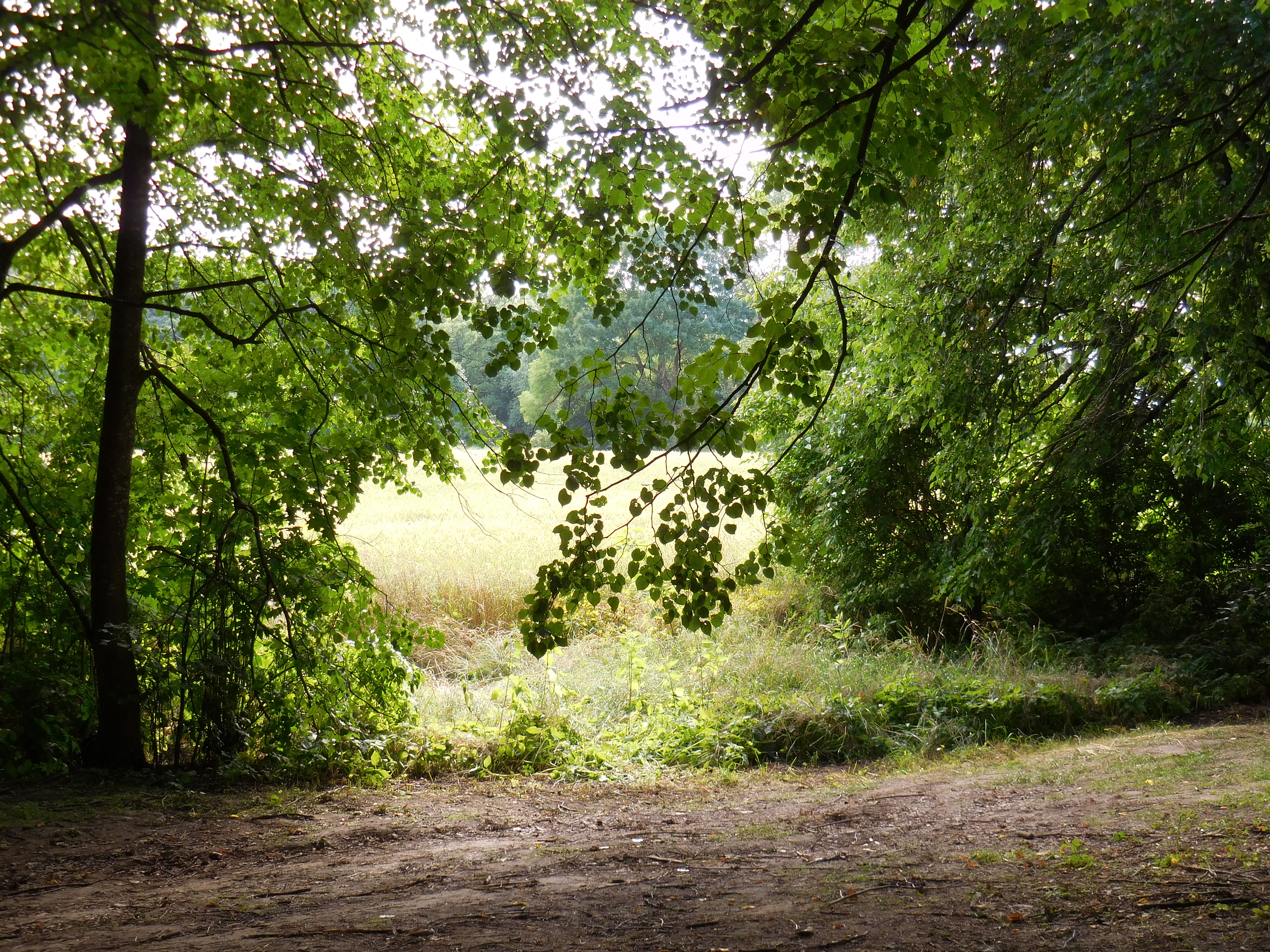 DSCN6982